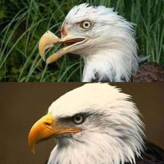 علامتی زبان: "سفید تاج" (White Crown) عقاب کی عظمت اور وقار کو ظاہر کرتا ہے۔