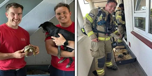 لندن کے کچھوے نے گھر جلا دیا